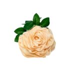 A Rose Loofah- Peach with green leaves on a white background.